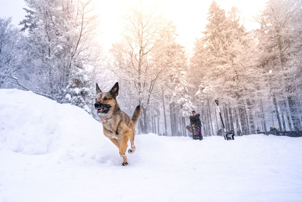 snowy doggy